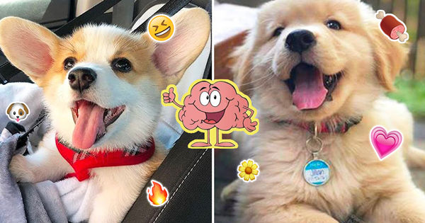 Pick Some Cute Puppies And We''ll Reveal Your Mental Age